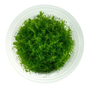 Rotala sp. Nanjenshan In Vitro kubek 10cm