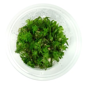 Rotala vietnam in vitro kubek 10cm