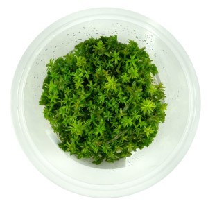 Rotala wallichii in vitro kubek 10 cm