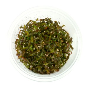 Ammania Gracilis In Vitro kubek 10 cm