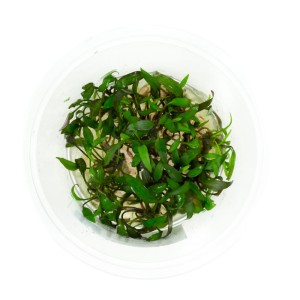 Cryptocoryne Walkeri In Vitro kubek 10 cm