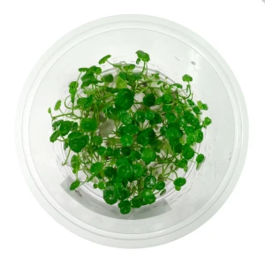 Hydrocotyle verticillata in vitro kubek 10 cm