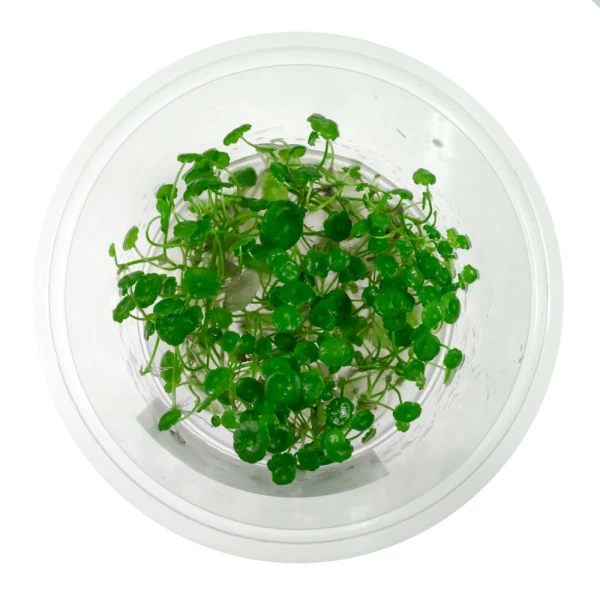Hydrocotyle verticillata in vitro kubek 10 cm