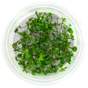 Marsilea crenata in vitro kubek 10 cm