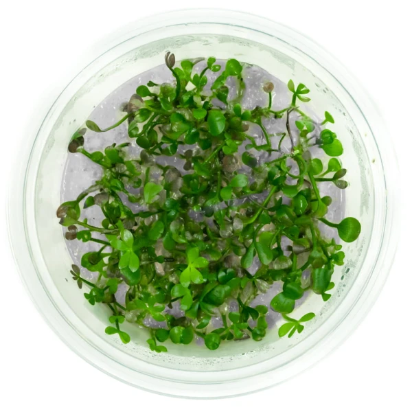 Marsilea crenata in vitro kubek 10 cm