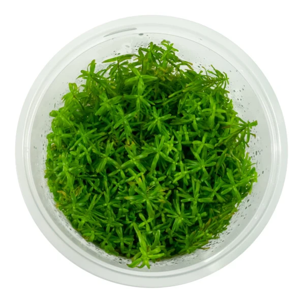 Rotala sp. Wayanad in vitro kubek 10 cm rośliny