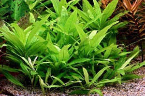 Hygrophila corymbosa stricta nadwódka kubek 10 cm