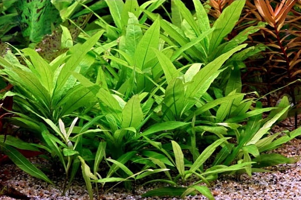 Hygrophila corymbosa stricta nadwódka kubek 10 cm