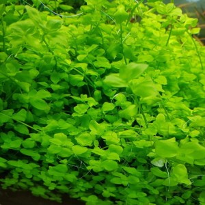 Bacopa australis invitro kubek 5cm