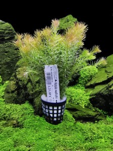 Rotala wallichii okółkowa koszyk xxl