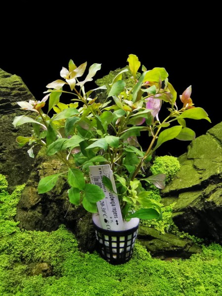 Ludwigia repens koszyk xxl roślina do akwarium
