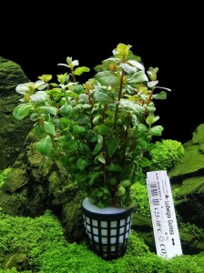 Ludwigia Guinea (senegalensis) Koszyk XXL