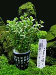 Ammania sp Bonsai Rotala Koszyk XXL