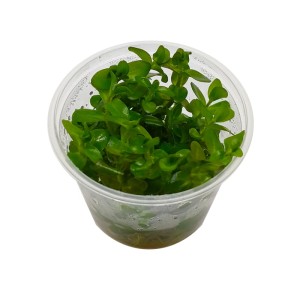 Bacopa caroliniana in vitro 5cm kubek