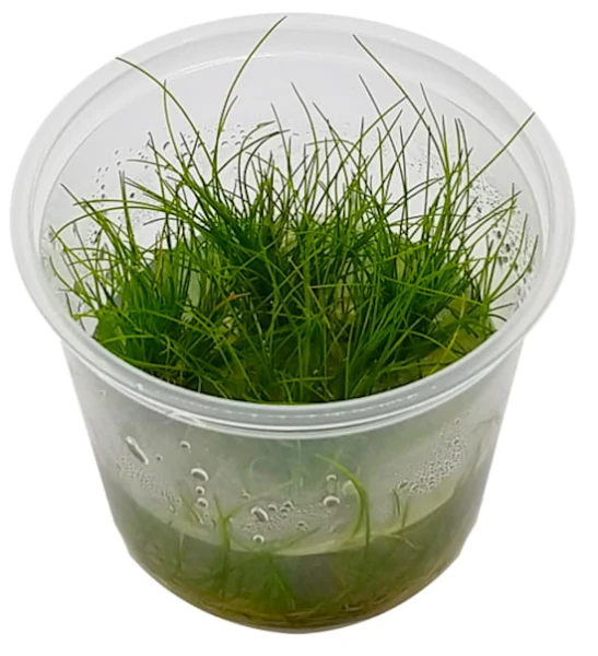 Eleocharis acicularis ponikło in vitro kubek 5cm
