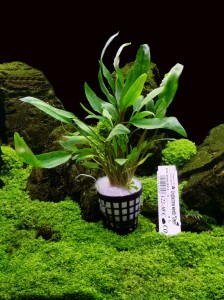 Cryptocoryna Wendtii Green Koszyk XXL rośliny