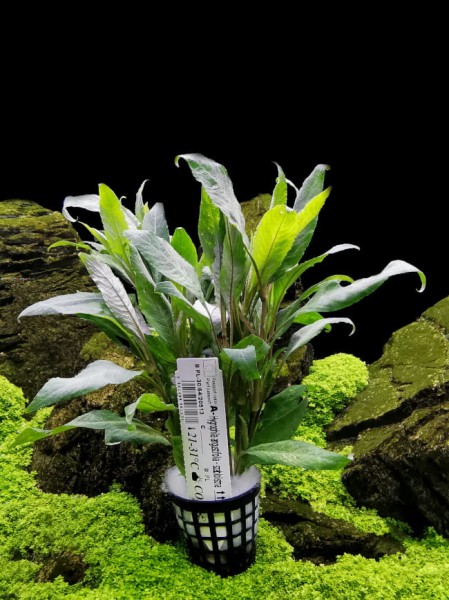 Hygrophila angustifolia nawódka wąskolistna orzech koszyk xxl