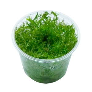 Rotala macrandra bangladesh in vitro kubek 10cm
