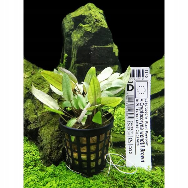 Cryptocoryna Wendtii Brown KOSZYK rośliny akwarium