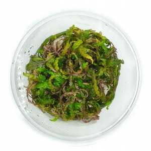 Hygrophila pinnatifida in vitro kubek 10cm