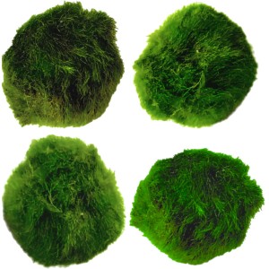 Gałęzatka Kulista Cladophora Aegagropila 3-4cm