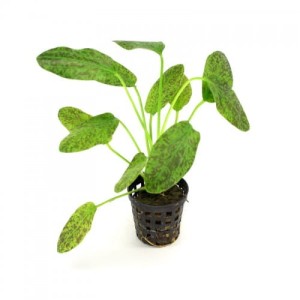 Echinodorus Reiner's Feliks żabienica nakrapiana KOSZYK