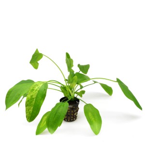 Echinodorus Marble Queen ozdobna żabienica KOSZYK