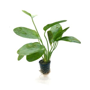 Echinodorus Green Ocelot żabienica bez CO2 KOSZYK
