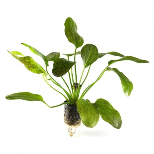 Echinodorus Green Flame nakrapiana żabienica KOSZYK