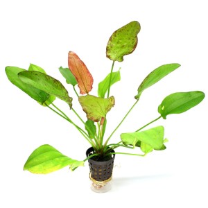 Echinodorus Oriental żabienica różowe liście duża KOSZYK