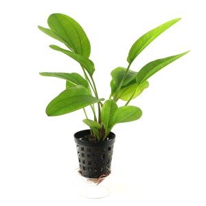 Echinodorus Mercedes Żabienica mocno czerwona KOSZYK