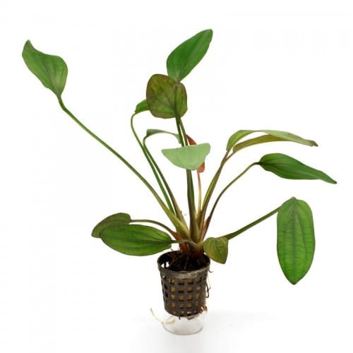 Echinodorus Izabela zielona żabienica łatwa KOSZYK