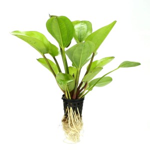 Echinodorus Harbich niska żabienica zielona KOSZYK