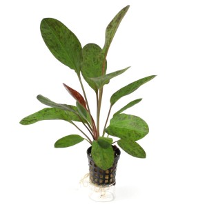 Echinodorus Ocelot żabienica łatwa do akwarium KOSZYK