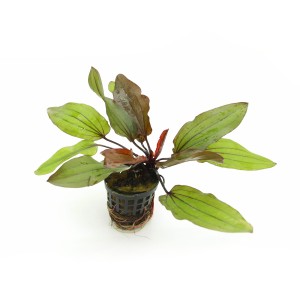 Echinodorus Regina czerwona bordowa mała żabienica KOSZYK