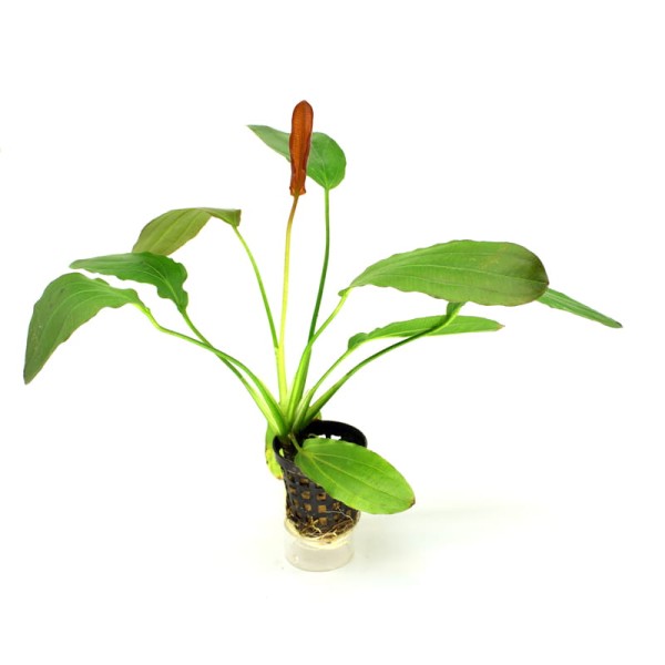 Echinodorus Osiris duża zielona żabienica bez co2 KOSZYK