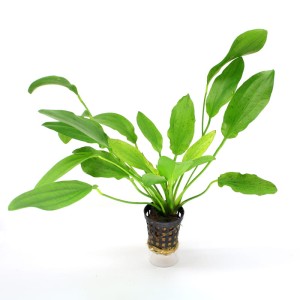 Echinodorus Pyton żabienica python niska bez co2 KOSZYK