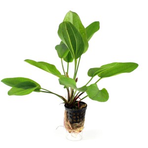 Echinodorus Lena koszyk rośliny do akwarium