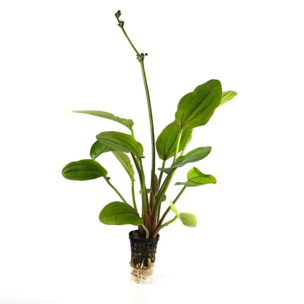 Echinodorus Europa Żabienica Kolorowa Koszyk