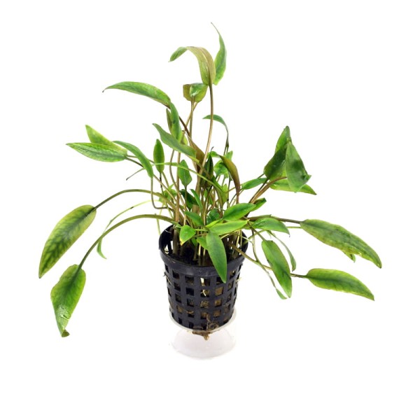 Cryptocoryna Walkerii Zwartka Odporna KOSZYK