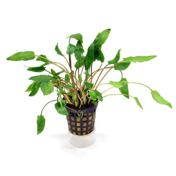 Cryptocoryna Wendtii Green Zielona Zwartka KOSZYK