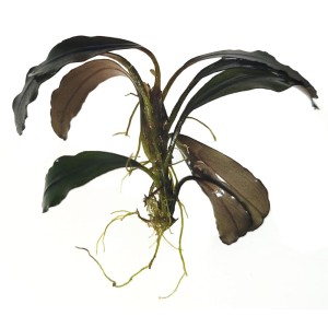 Bucephalandra Wavy Green epifit roślina na korzeń łatwa SADZONKA