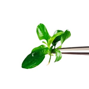 Anubias barteri nana ’Petite’  in vitro sadzonka 1 szt.