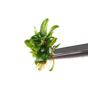 Bucephalandra sp. ’needle leaf’ in vitro 1szt  sadzonka