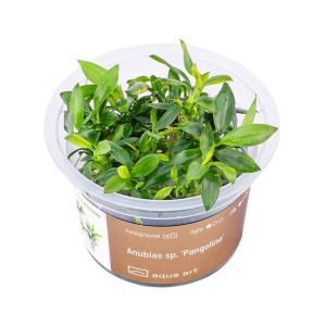 Anubias sp. ’Pangolino’ RARYTAS zielona roślina do akwarium na korzeń in vitro