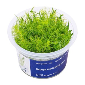 Bacopa myriophylloides roślina do akwarium III plan kubek in vitro
