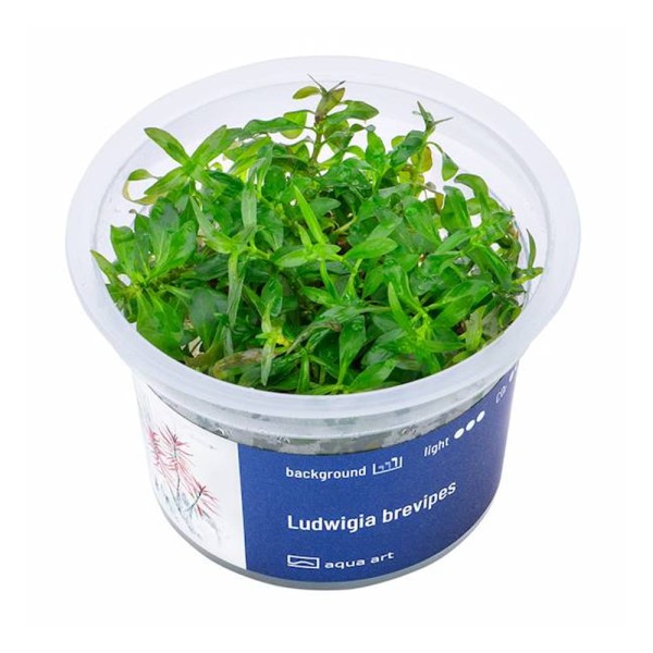 Ludwigia Brevipes Czerwona Roślina do akwarium III plan kubek 6cm in vitro