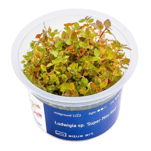 Ludwigia sp. 'Super Mini Red' czerwona roślina do akwarium kubek 6cm in vitro