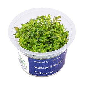 Rotala rotundifolia 'Green' zielona roślina do akwarium III plan kubek 6cm in vitro
