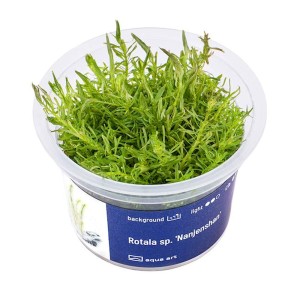 Rotala sp. 'Nanjenshan' szybkorosnąca roślina do akwarium III plan kubek 6cm In Vitro